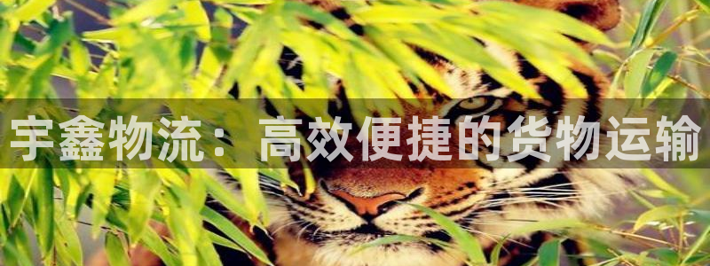 豪门国际登录用户名登录不上：宇鑫物流
